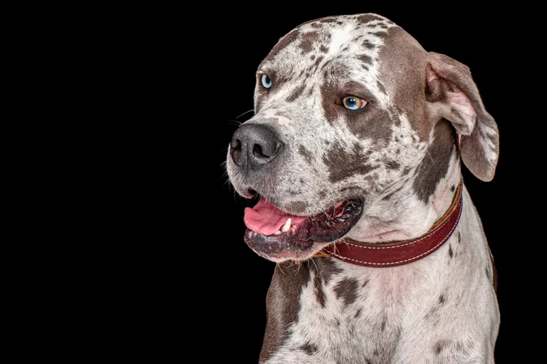 Close up portrait of a Great Dane in a Halifax pet photography studio on a black background.